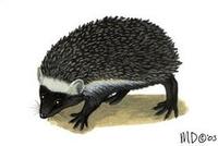 Image of: Atelerix frontalis (southern African hedgehog)