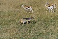 Image of: Canis mesomelas (black-backed jackal)