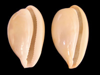Schilderia achatidea