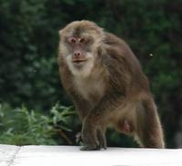 Image of: Macaca thibetana (Père David's macaque)