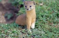 Image of: Mustela altaica (mountain weasel)