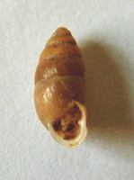 Chondrula tridens