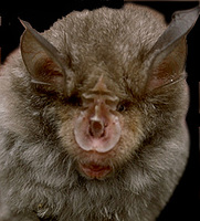 Image of: Rhinolophus ferrumequinum (greater horseshoe bat)