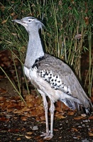 Ardeotis kori - Kori Bustard