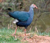 Porphyrio porphyrio - Purple Gallinule