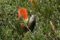 Anthochaera chrysoptera - Brush Wattlebird