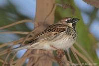 Passer hispaniolensis - Spanish Sparrow