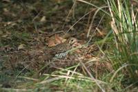 Zoothera lunulata - Olive-tailed Thrush