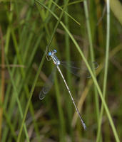 Image of: Lestes rectangularis