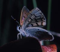 Image of: Lycaena helloides