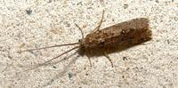 Image of: Phryganeidae (large caddisflies)