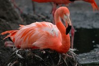 Phoenicopterus ruber - Caribbean Flamingo