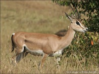 Gazella granti - Grant's Gazelle