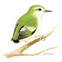 Image of: Acanthisitta chloris (rifleman)