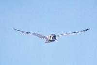 Image of: Asio flammeus (short-eared owl)