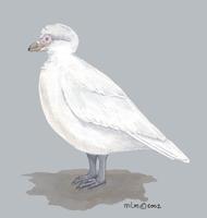 Image of: chionis alba (snowy sheathbill)