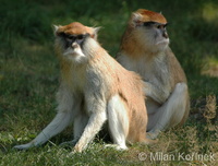 Erythrocebus patas - Patas Monkey