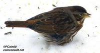 Image of: Passerella iliaca (fox sparrow)