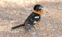 Image of: Pheucticus melanocephalus (black-headed grosbeak)