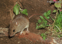 Apodemus uralensis - Pygmy Field Mouse