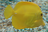 Zebrasoma flavescens - Lemon Sailfin