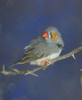 Image of: Taeniopygia guttata (zebra finch)