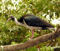 Image of: Threskiornis spinicollis (straw-necked ibis)