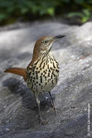 Image of: Toxostoma rufum (brown thrasher)