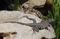Image of: Cophosaurus texanus (greater earless lizard)