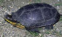 Image of: Emydoidea blandingii (Blanding's turtle)