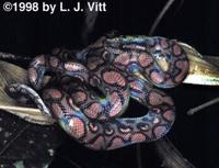 Image of: Epicrates cenchria (rainbow boa)