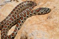 Zamenis situla - Leopard Snake