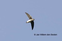 White-rumped Needletail - Zoonavena sylvatica
