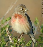 Eurasian Linnet - Carduelis cannabina