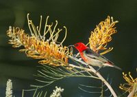 Scarlet Honeyeater