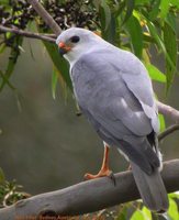 Gray Goshawk - Accipiter novaehollandiae