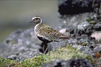 Eurasian Golden-Plover - Pluvialis apricaria