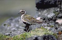 Eurasian Golden-Plover - Pluvialis apricaria