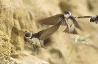 Bank Swallow (Riparia riparia) photo