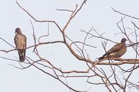 Scaled Pigeon - Patagioenas speciosa