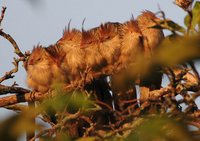 Guira Cuckoo - Guira guira