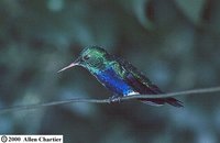 Violet-bellied Hummingbird - Damophila julie