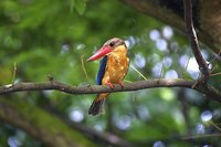 Stork-billed Kingfisher - Pelargopsis capensis