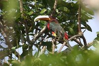 Ivory-billed Aracari - Pteroglossus azara