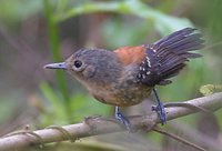 Black-hooded Antwren - Formicivora erythronotos