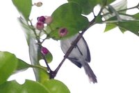 Orange-bellied Antwren - Terenura sicki