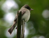 Eastern Wood-Pewee - Contopus virens