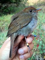 Ruddy-capped Nightingale-Thrush - Catharus frantzii