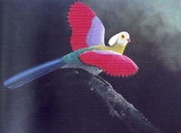 Prince Ruspoli's Turaco - Tauraco ruspolii