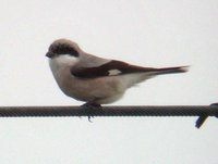 Lesser Gray Shrike - Lanius minor